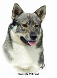 Swedish Vallhund 9K1D-14